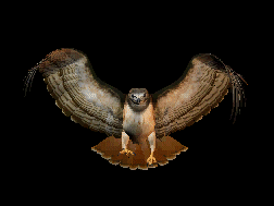 Animated-hawk-layout-flying