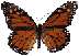 Butterfly2 1