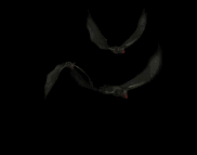 Night-bats-flying-animated 1